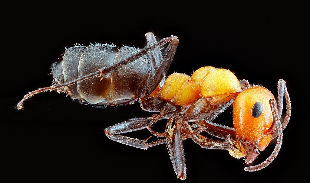 Ant Control service in Florence-Graham, CA