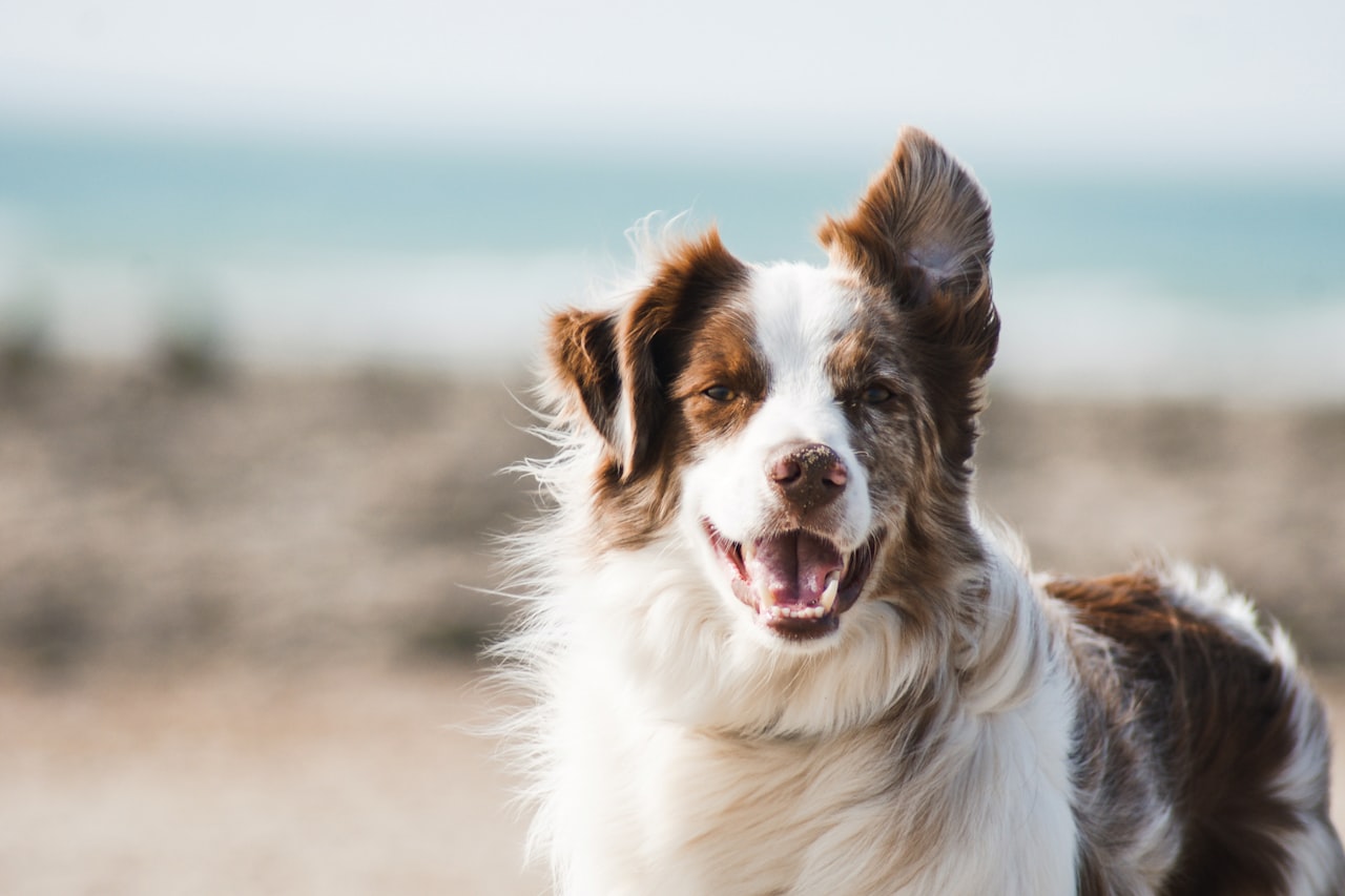 Flea & Tick Control service in Florence-Graham, CA