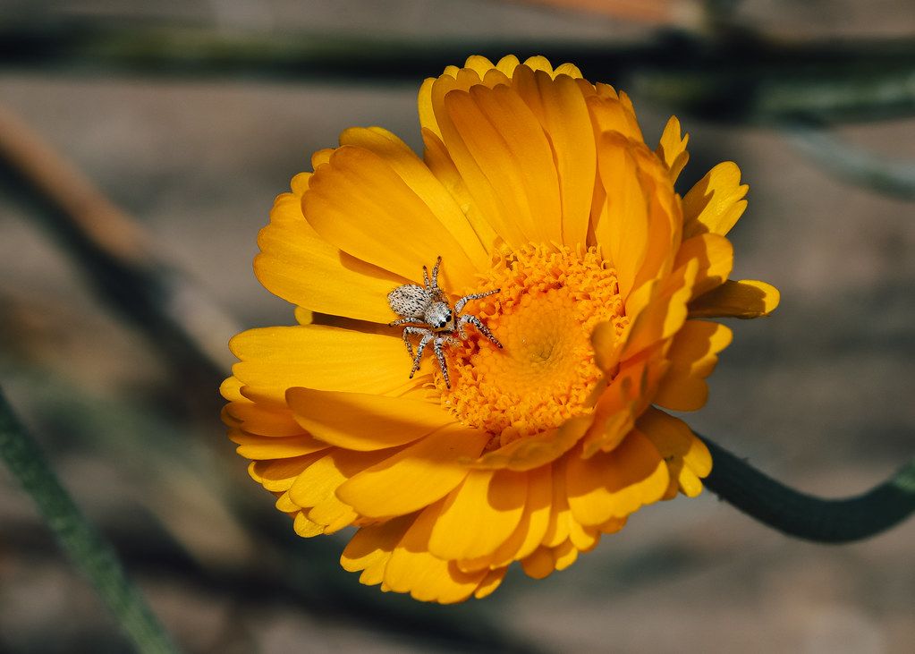 Spider Control service in Florence-Graham, CA